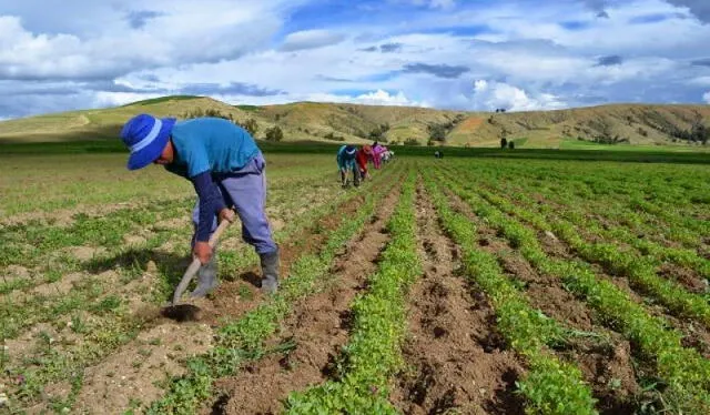  Huancayo se destaca como una de las áreas de la sierra peruana con mayor contribución al sector agrícola.   