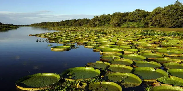  Los Esteros del Iberá (Argentina), uno de los humedales más grandes del mundo. Foto: Billiken.    