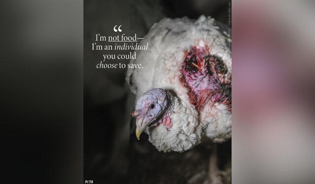  Post of PETA about turkey in Thanksgiving Day. Picture: Peta/ X  