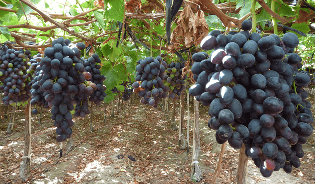  Chile ha reafirmado su liderazgo en uva de mesa, exportando 64 millones de cajas (528.795 toneladas) en la temporada 2023-2024. Foto: GS1.    