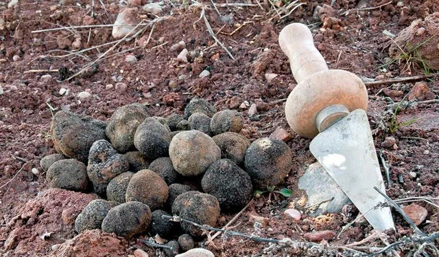  Los egipcios, griegos y romanos no solo las apreciaban por su sabor sino también por sus propiedades medicinales. Foto: La Casa de las Setas.    