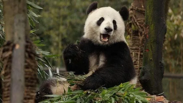  Estados Unidos ha invertido millones en la conservación de osos pandas en China. Foto: ABC   