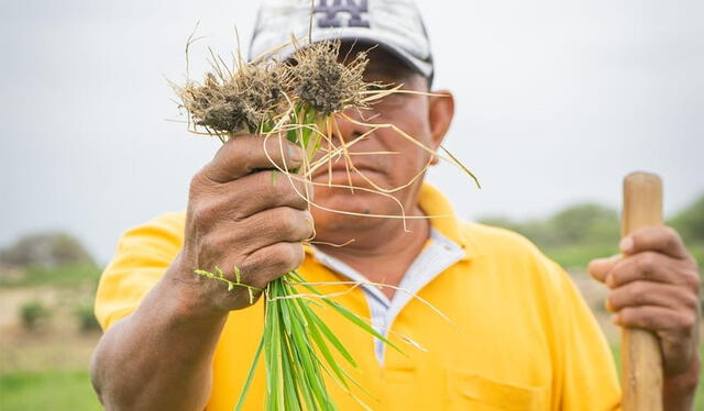 Muchos agricultores se endeudaron con cajas y bancos para sus cultivos y casi lo han perdido todo. Foto: Almendra Ruesta/La República   