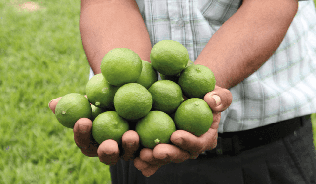 En el valle de San Lorenzo, el limón está en riesgo y los agricultores confían en que lleguen las lluvias para salvar la producción este año. Foto: La República   