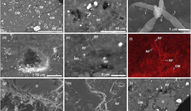  Imágenes en microscopio de la muestra A0180 con abundante materia orgánica. Foto: Genge, M. Almeida   