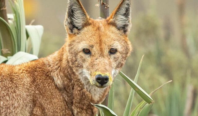  El lobo Canis simensis es endémico de las tierras altas etíopes. Foto: Adrien Lessafre   