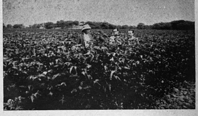  Fue Emilio Hilbck, hacendado y agricultor de Piura, quien trajo al Perú el algodón Pima. Foto: Asociación Peruana de Técnicos Textiles.   