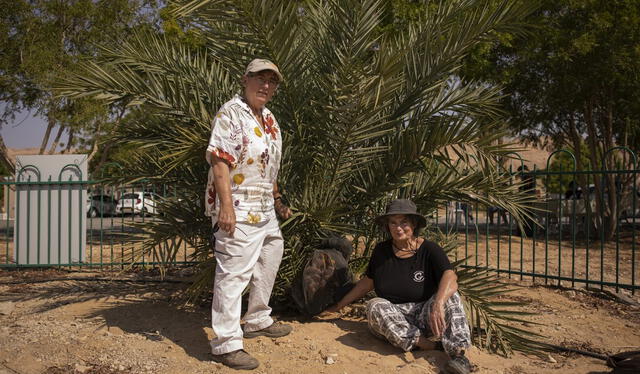  La propuesta de Sallon de que las semillas del fuerte Masada podrían germinar gracias al entorno seco del Mar Muerto resultó ser acertada. Foto: Clarín.    