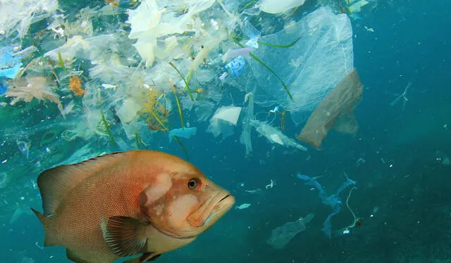  Según cifras de la ONU, más de 100 mil especies mueren cada año por el plástico vertido en el mar. Foto: Fundación Aquae.    