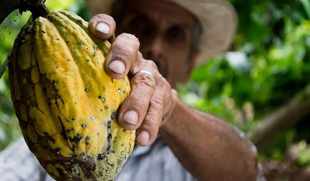  El cacao era utilizado por las tribus maya, azteca e inca hace más de 2.500 años. Foto: Fundación Herdez.    