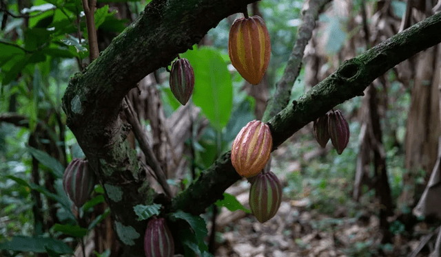  El cacao se cultivó en la costa del Pacífico poco después de su domesticación en el Amazonas hace 5,000 años.    