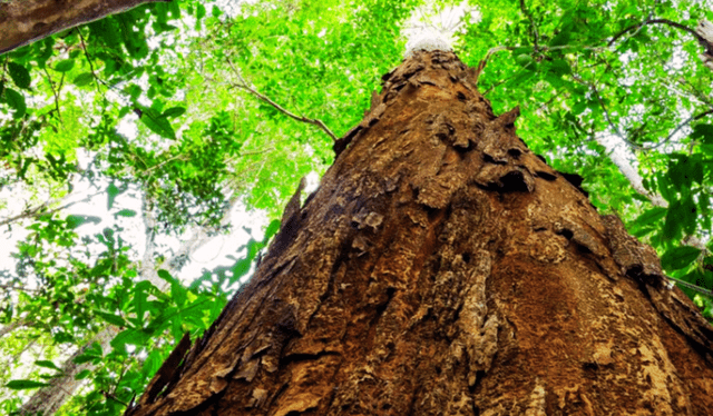  En el siglo XVI, los portugueses colonizaron Brasil y plantaron pau brasil para exportar su valioso tinte rojo a Europa. Foto: Brasil Forestal.    