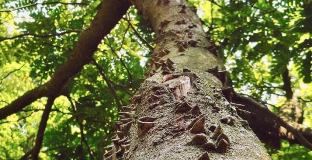  Pau brasil significa “rojo como el carbón” y su nombre en tupi es Ibirapitanga. Foto: Parque Ecológico Imigrantes.    