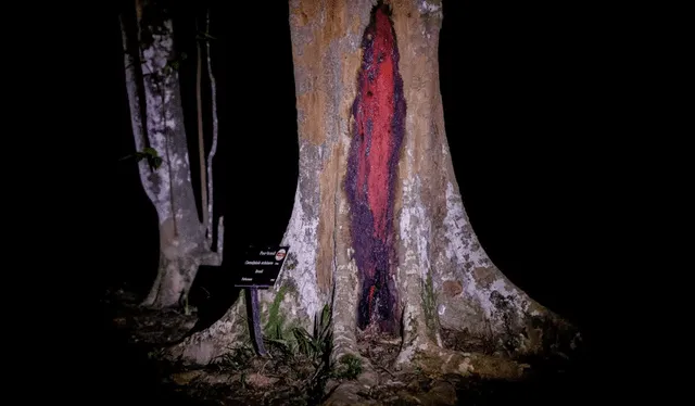  Ejemplar de pau brasil fotografiado durante visitas nocturnas. Foto: National Geographic.    