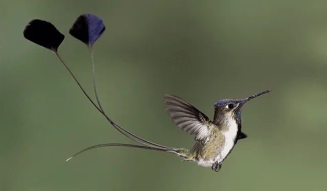  Debido a las plumas de su cola y a la creencia de que su corazón es un afrodisíaco, esta especie es altamente cotizada. Foto: Catarata Yumbilla.    