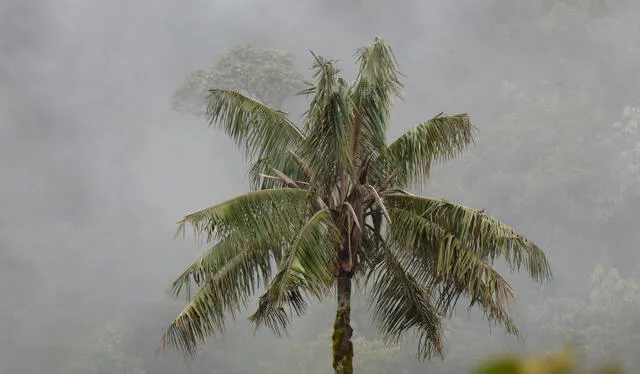  Cuando las hojas mueren y caen, dejan un anillo negro alrededor del tallo. Foto: iNaturalist Panamá.    