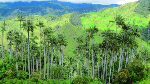  Andes Occidentales apuestan a la conservación de la palma de cera. Foto: Parques Nacionales Naturals de Colombia.    