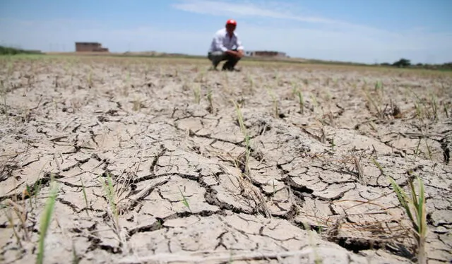 La ausencia de lluvias afectó los valles de Olmos, Motupe, La Leche, Zaña y Chancay-Lambayeque. Foto: Difusión   