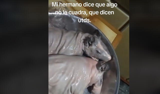 Video generó decenas de reacciones. Foto: TikTok   