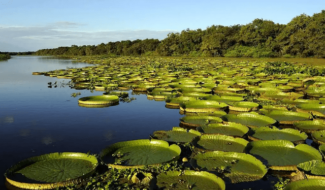  Iberá es, hoy en día, un parque con condiciones naturales impresionantes que acoge una gran diversidad de especies autóctonas de flora y fauna. Foto: Plataforma 10.    