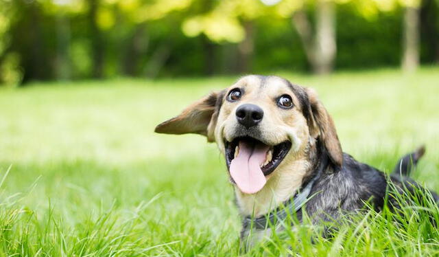  Estos hábitos podrían mejorar la salud de tu perro. Foto: Experto Animal.   