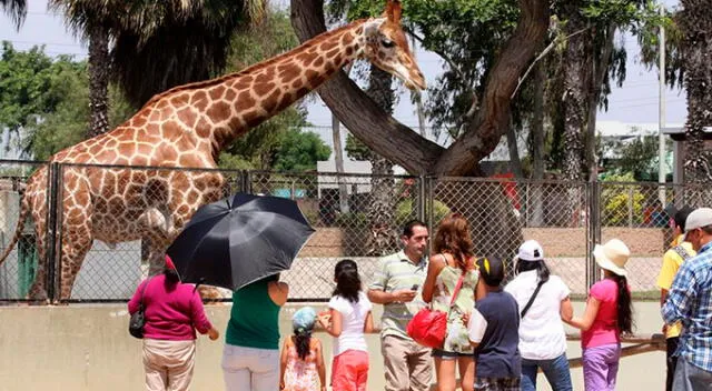 Melman, uno de los nuevos animales que han llegado al Parque de las Leyendas. Foto: Difusión.   