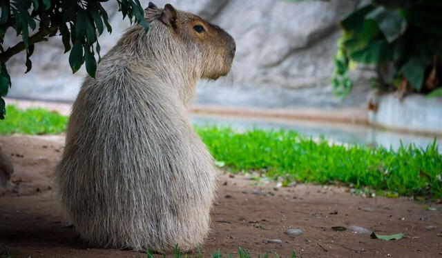 La fiebre por los Capibara también llegó al Parque de Las Leyendas. Foto: Difusión.   