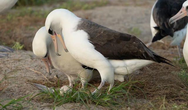 Wisdom encuentra un nuevo compañero, desafiando las expectativas sobre el comportamiento monógamo típico de los albatros de Laysan. Foto: USFWS Wisdom encuentra un nuevo compañero, desafiando las expectativas sobre el comportamiento monógamo típico de los albatros de Laysan. Foto: USFWS