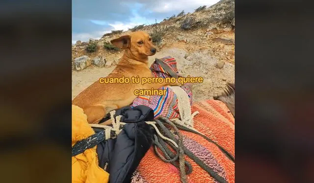 Clip es viral. Foto: TikTok   