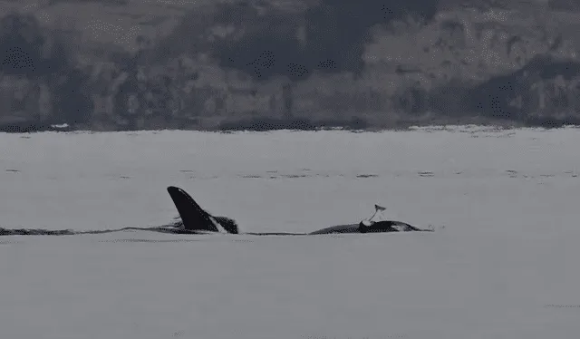  Según reportes con evidencia científica, estos comportamientos en las orcas serían más común de lo usual. Foto: CBC   