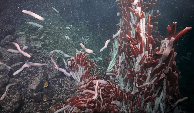  La dorsal del Pacífico Oriental está habitado por organismos gigantes que viven a más de 2 mil metros de profundidad. Foto: Schmidt Ocean Institute   