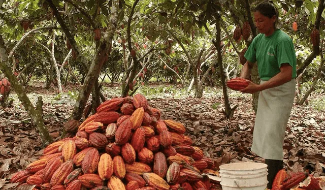  El cacao se posiciona como una de las principales potencialidades económicas de Ecuador.    