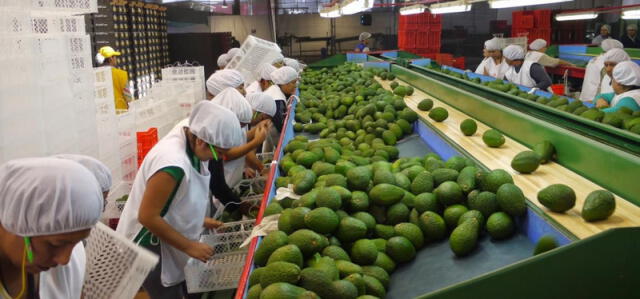 Esta nación latinoamericana se consolida como el principal proveedor de palta en China. Foto: Comex Perú. Esta nación latinoamericana se consolida como el principal proveedor de palta en China. Foto: Comex Perú.