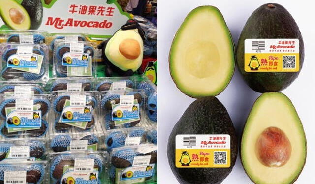 En China, la palta producida en Perú ha ganado popularidad. Los consumidores valoran sus propiedades tradicionales. Foto: Fresh Plaza. En China, la palta producida en Perú ha ganado popularidad. Los consumidores valoran sus propiedades tradicionales. Foto: Fresh Plaza.