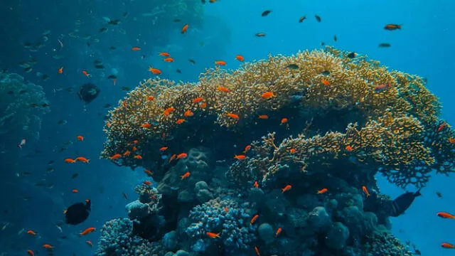  A diferencia de otros animales grandes como la jirafa o la ballena azul, este coral no tiene movimiento propio. Foto: CDN<br>    