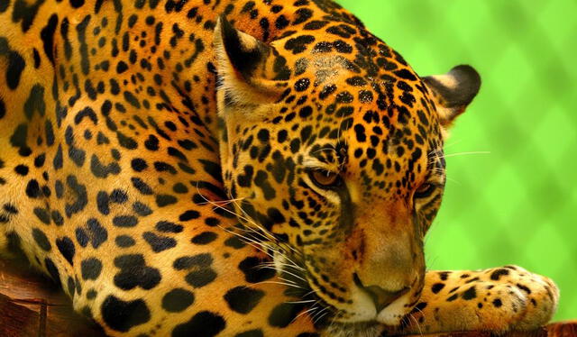  El jaguar fue uno de los animales trasladados al Centro de Rehabilitación de Fauna Silvestre. Foto: Portal Ambiental.    