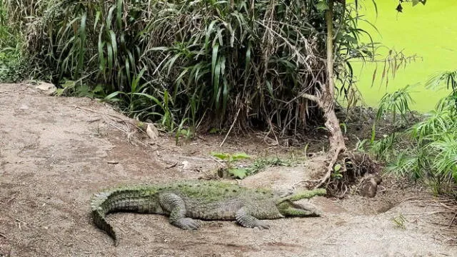  Costa Rica cerró oficialmente sus dos zoológicos estatales. El caimán fue uno de los animales rescatados. Foto: El País.    