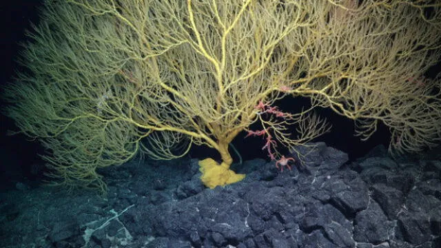  Un gran coral de bambú, donde se refugiaban percebes, animales y una estrella de mar, fue encontrada durante la expedición submarina. Foto: ROV SuBastian/SOI.    