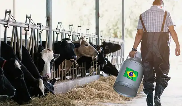 El incremento de la producción por vaca se ha convertido en uno de los objetivos de Brasil. Foto: Campo Galego.    