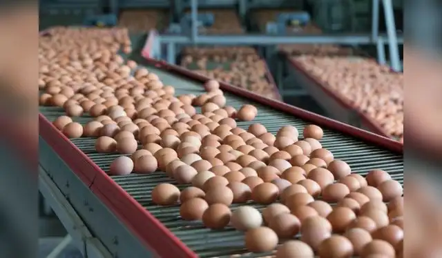  La producción de huevos en Japón crece favorablemente. Foto: Avicultura.    
