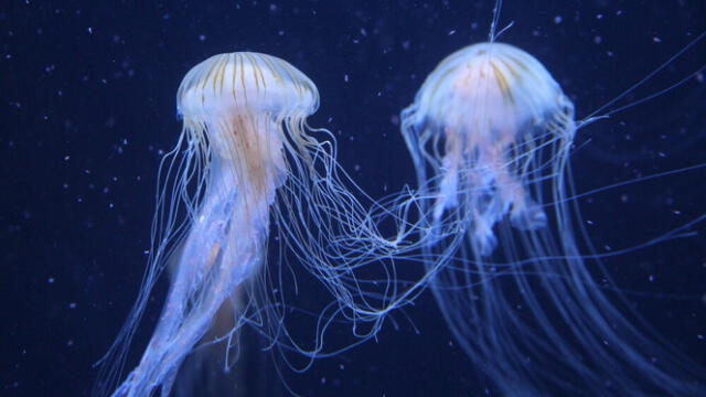 El 95% de las contracciones musculares del animal fusionado estaban completamente sincronizadas, revelaron los científicos. Foto: Última Hora.   