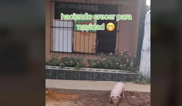 Clip sorprendió a usuarios. Foto: TikTok    