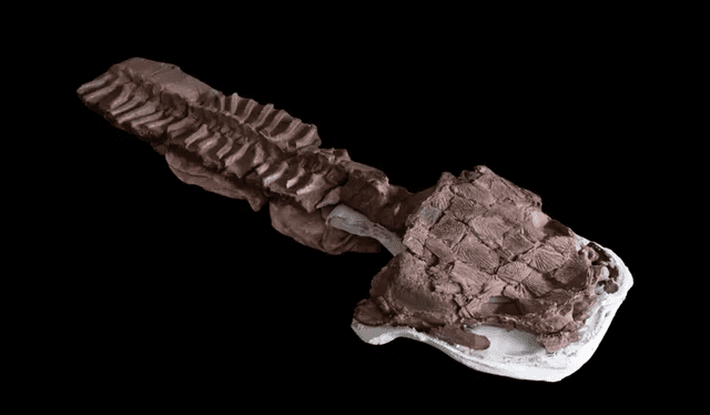 El fósil pertenece a un tetrápodo prehistórico y brinda nuevas pistas sobre los primeros vertebrados de cuatro patas. Foto: Claudia Marsicano   