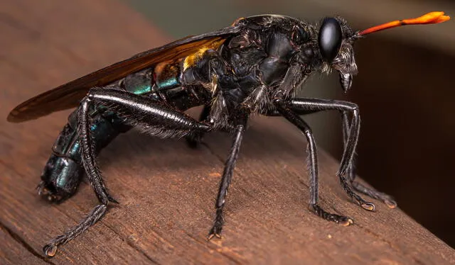  Las moscas más grandes del mundo suelen habitar en las zonas con climas cálidos y húmedos. Foto: NaturaLista.    