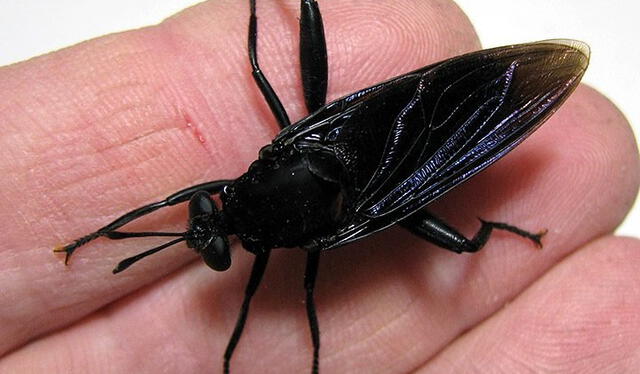  Esta especie paraliza a sus presas lanzándoles un líquido venenoso y pegajoso. Foto: InsectNet Archive Forum.    