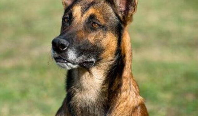  Tras obtener 35 puntos en la clasificación final, el pastor belga malinois se quedó con el primer lugar. Foto: Purina.    