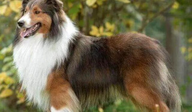  Los sheltie son excelentes perros guardianes, además de ser fáciles de entrenar y estar ansiosos por complacer. Foto: Purina.   