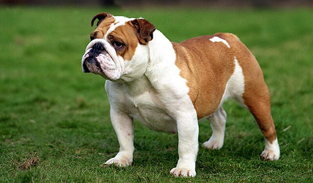  La esperanza de vida de un Bulldog inglés es de 8 a 12 años, y suele pesar entre 18 y 25 kg. Foto: Mascotia.com.    