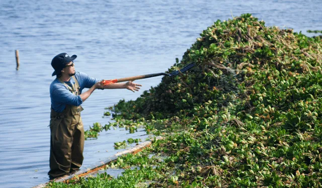  En 2015, Morikawa presentó un proyecto piloto denominado "Reto 15-Titicaca", con el objetivo de reducir la contaminación en un tramo de dos kilómetros del lago en un período de 15 días. Foto: UDEP   