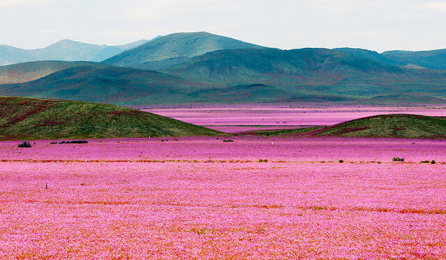  Más de 200 especies de plantas en el Desierto de Atacama germinan y florecen en este fenómeno. Foto: Denomades.    